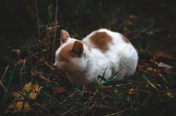 Gatto Giace Circondato Dall Erba Una Foto Scura Con Foglie — Foto Stock