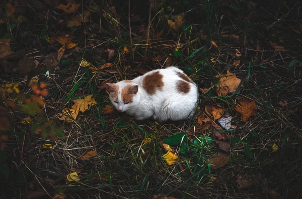 Кот Лежит Окружении Травы Темное Фото Осенними Листьями — стоковое фото