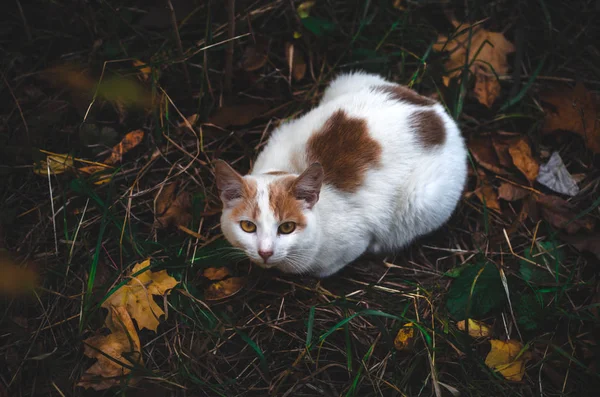 Die Katze Liegt Umgeben Von Gras Ein Dunkles Foto Mit — Stockfoto