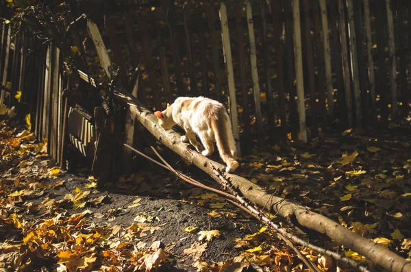 Kot Spaceruje Ogrodzeniu Pośród Jesiennych Liści — Zdjęcie stockowe