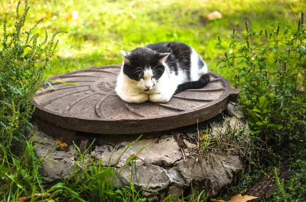 猫躺在下水道里 爪子交叉在下面 — 图库照片