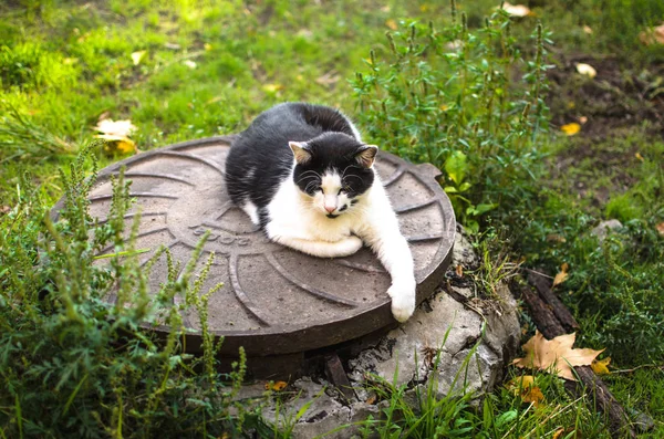 猫躺在下水道的舱口上 伸出爪子 — 图库照片