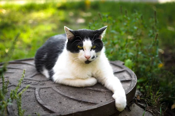 猫躺在下水道的舱口上 伸出爪子 — 图库照片