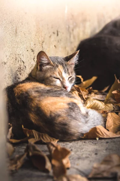 秋天的叶子 猫躺在屋檐下 — 图库照片