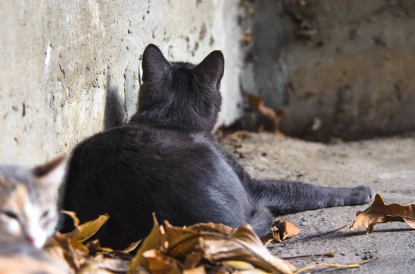 Gatto Grigio Sotto Casa Foglie Autunnali Allunga Zampa — Foto Stock