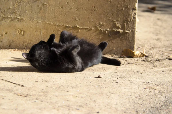 Gato Negro Sobre Hormigón Tomando Sol Otoño —  Fotos de Stock