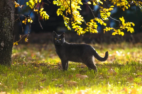 Kat Die Ver Het Gras Staat Tegen Achtergrond Van Zon — Stockfoto