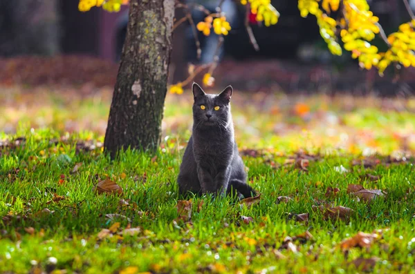 Кот Сидящий Далеко Траве Фоне Солнца Светит — стоковое фото