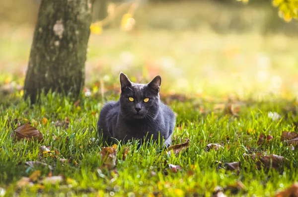 猫は太陽の光を背に草の中に横たわっている — ストック写真