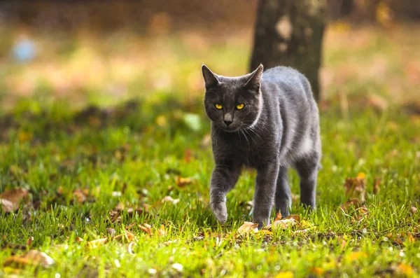 Gato Cinza Vai Para Câmera Outono Verão Fundo Brilhante — Fotografia de Stock