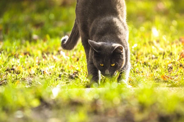 Gato Cámara Estira Hierba Brillantemente Soleada —  Fotos de Stock