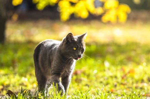 Chat Gris Caméra Sur Fond Lumineux Automne Été — Photo