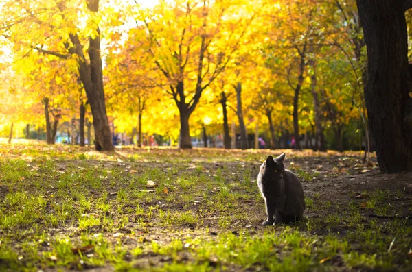 前景に猫のいる秋の背景 — ストック写真