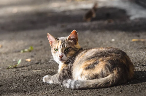 多階建ての建物の下に三色の猫 — ストック写真