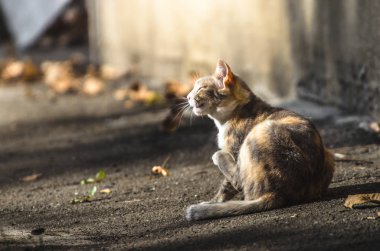 Evin altındaki kedi asfaltta kaşınıyor.