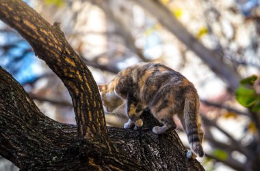 Bir kedi köpekten saklanarak ağaca tırmanır.
