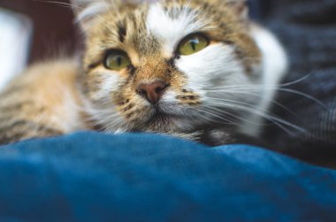 Kedi burnu, bacaklarının üzerinde oturan bir adamın yakın çekimi.