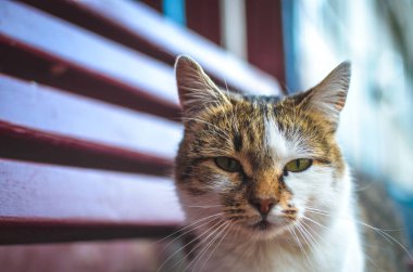 Pankart için arka plandaki kedi resmi