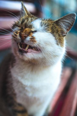  Uzun boylu kedi bankta esniyor.