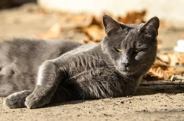 灰色の猫が横になり 秋の葉を持つ家の下のアスファルト上の太陽の下でバック — ストック写真