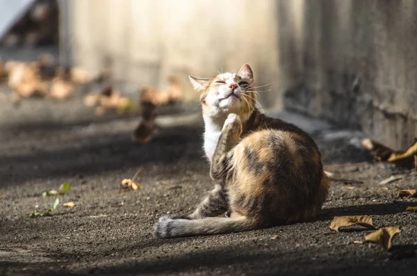 Die Katze Unter Dem Haus Auf Dem Asphalt Juckt — Stockfoto