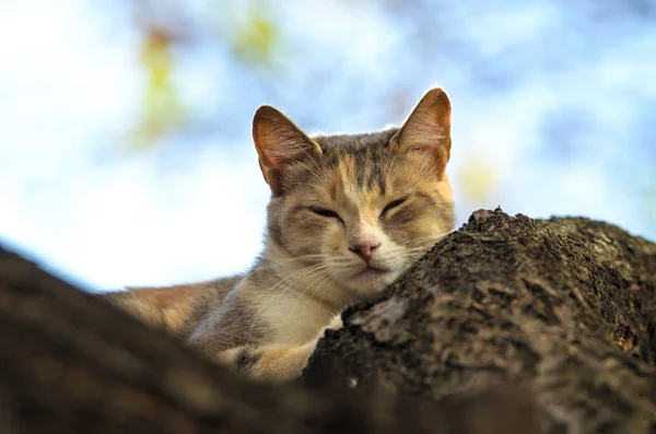 아름다운 배경을 스러운 고양이 — 스톡 사진