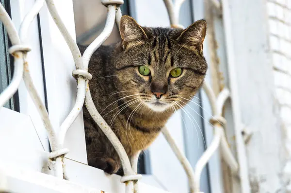 Nahaufnahme Einer Grünäugigen Hauskatze Die Aus Einem Fenster Schaut — Stockfoto