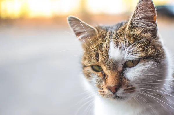 Katze Pfirsichtönen Nicht Verstehen Porträt — Stockfoto