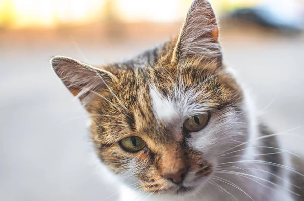 Katze Pfirsichtönen Nicht Verstehen Porträt — Stockfoto