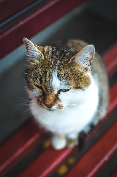 Bir Kedi Bankta Oturur Umutsuzluktan Yere Bakar — Stok fotoğraf