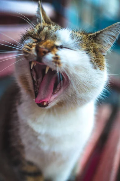 Katze Gähnt Auf Bank — Stockfoto