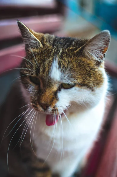 Повна Довжина Позіхання Кішки Лавці — стокове фото
