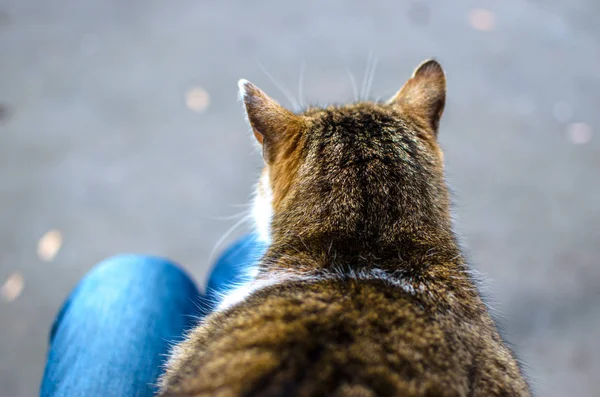 Katze Kniet Auf Grauem Asphaltgrund — Stockfoto