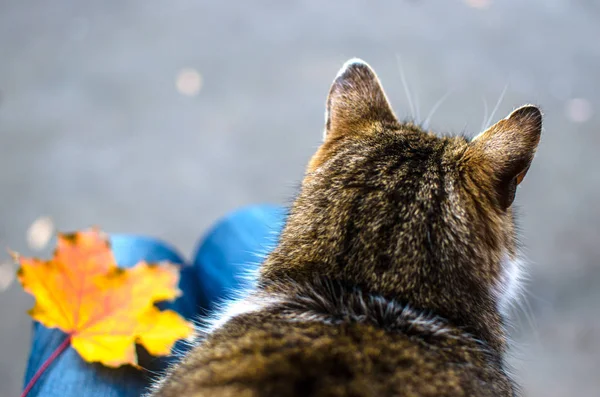 灰色のアスファルトの背景に葉で猫のひざまずいて — ストック写真