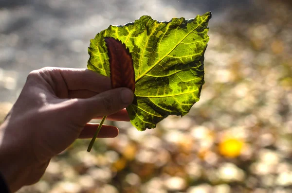 A green leaf in the sun shines through its texture