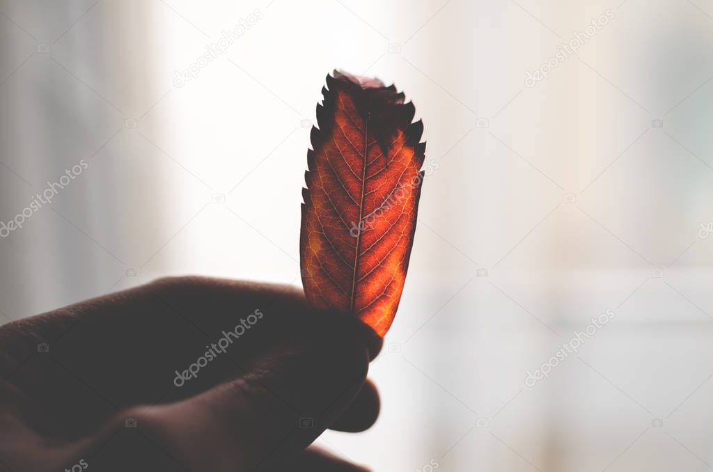 The texture of the red leaf in the sun shines through