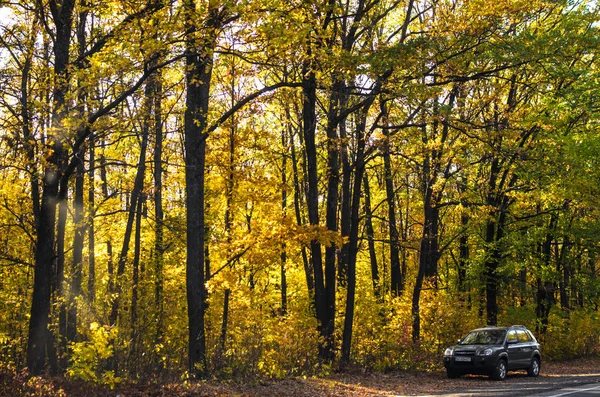 Dense Autumn Pine Forest Yellow Leaves Car Corner — Stock Photo, Image