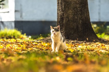 Sonbaharda kedi ve parlak çayır