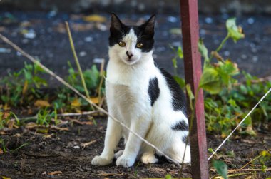 Evin yakınında siyah beyaz sevimli bir kedi.