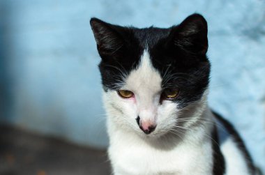 Turkuaz bir duvarın arkasında siyah kedili genç bir beyaz portresi.