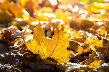 Sonbahar yapraklarının arka planında günbatımında sonbahar yaprakları.