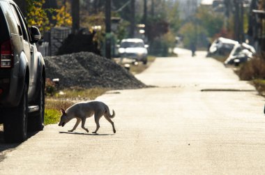  Melez bir Labrador köpeği uzaktaki bir köyün arka planına doğru koşar.