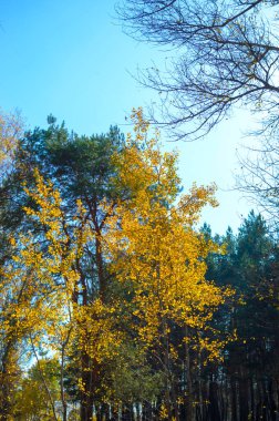Sonbahar ormanının dalları açık mavi gökyüzünde