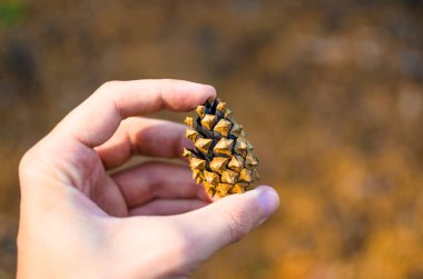 Ormandaki sıcak renklerdeki konilerin makro fotoğrafı.