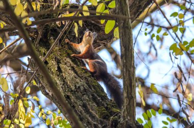 Tırmanma ağacındaki sincabın yakın fotoğrafı.