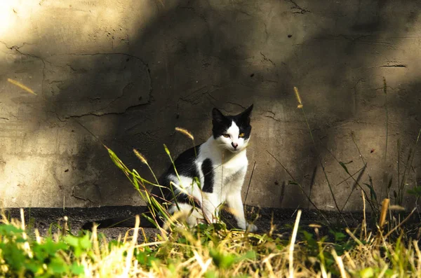 壁や草を背景に黒い白い猫 — ストック写真