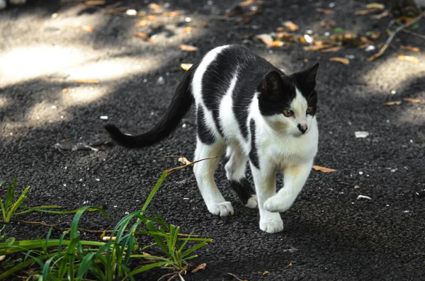 一只黑白相间的斑点猫站在人行道上洗脚 — 图库照片