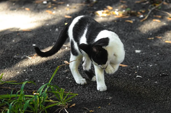 一只黑白相间的斑点猫站在人行道上洗脚 — 图库照片