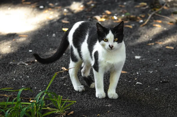 Gato Salpicado Branco Preto Fica Pavimento — Fotografia de Stock