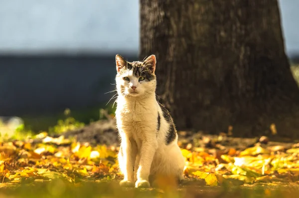 Gatto Autunno Prato Luminoso — Foto Stock